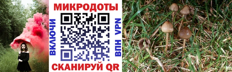 Псилоцибиновые грибы Psilocybine cubensis  даркнет наркотические препараты  Тулун 